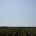 Ferienhaus Casetta Sulla Bolgherese Immersa Nel Castagneto Carducci